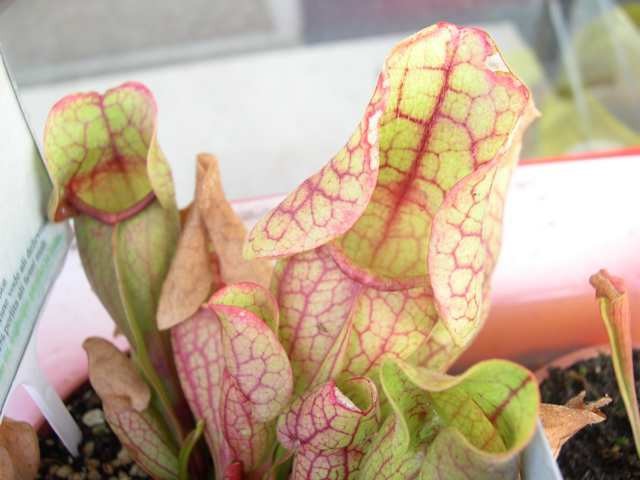 Sarracenia purpurea ssp. purpurea - foto
