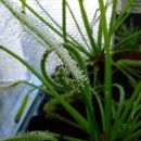 Drosera capensis var. Alba