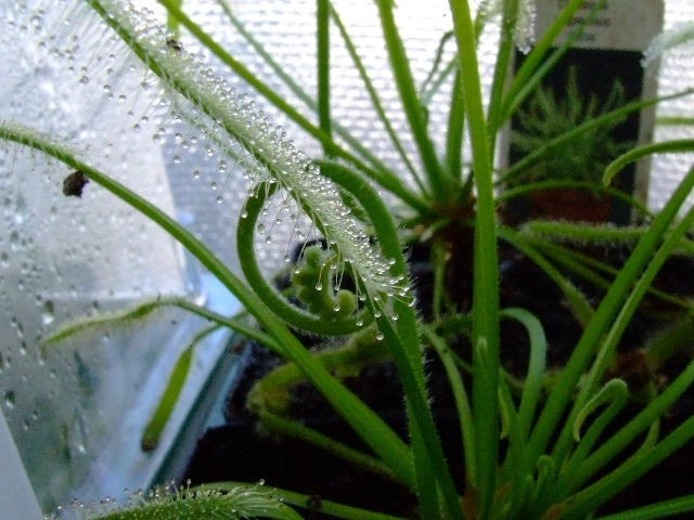 Drosera capensis var. Alba - foto