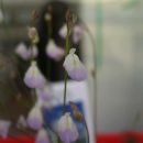 Utricularia