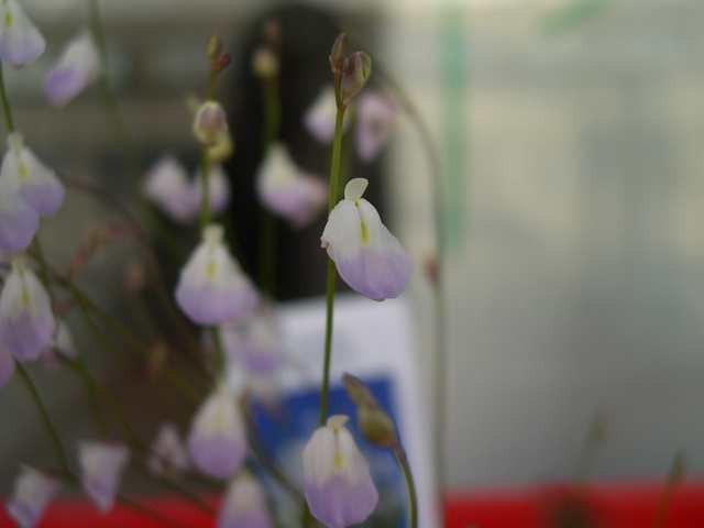 Utricularia - foto