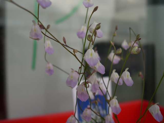 Utricularia - foto