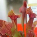 Sarracenia jonesii x purp. montana