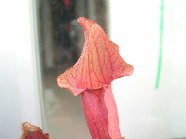 Sarracenia jonesii x purp. montana - foto