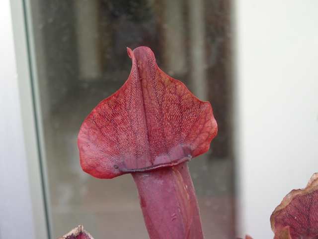 Sarracenia jonesii x purp. montana - foto