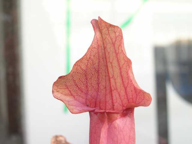 Sarracenia jonesii x purp. montana - foto povečava