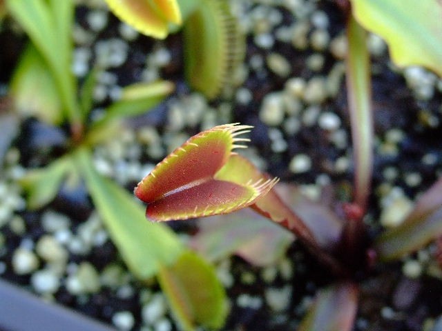 Dioneae muscipula 'Royal Red' - foto povečava