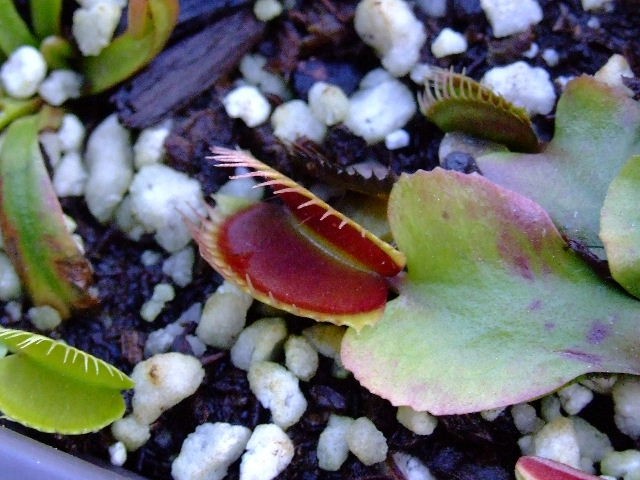 Dioneae muscipula 'Royal Red' - foto