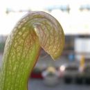 Sarracenia rubra ssp. Alabamensis x (wrigleya