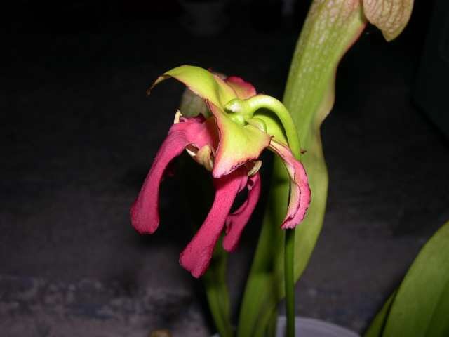 Sarracenia rubra ssp. Alabamensis x (wrigleya - foto