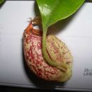 Napethes Ampullaria