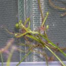 Drosera binata f. multifida