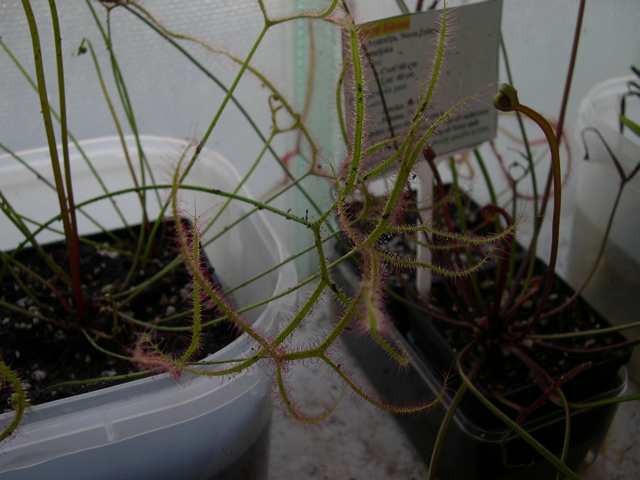 Drosera binata f. multifida - foto