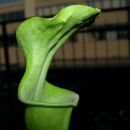 Sarracenia Oreophila