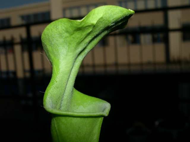 Sarracenia Oreophila - foto povečava