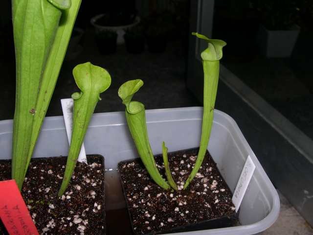 Sarracenia Oreophila - foto povečava