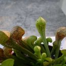 Sarracenia psittacina