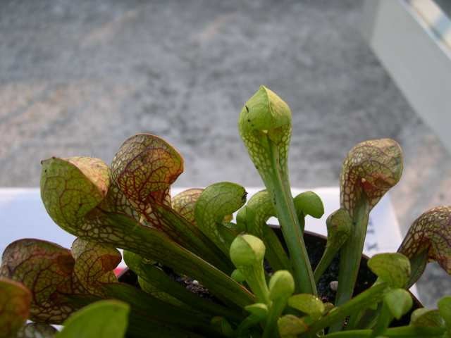 Sarracenia psittacina - foto