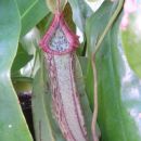 Nepenthes 'Miranda'