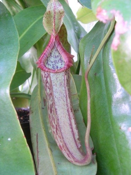 Nepenthes 'Miranda' - foto povečava