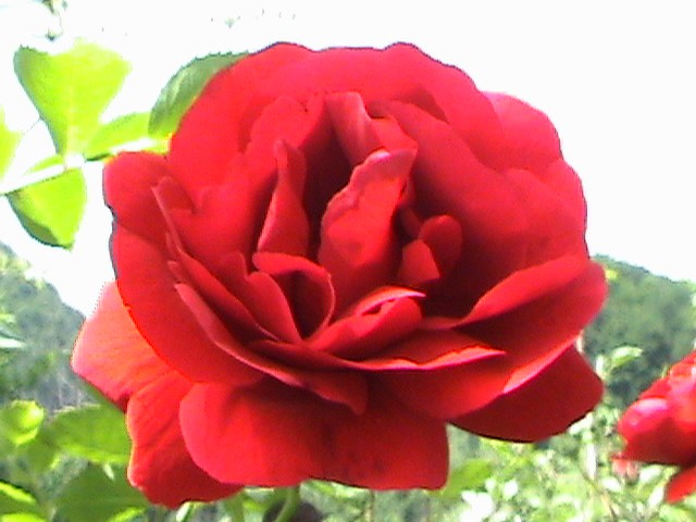 Rože - foto