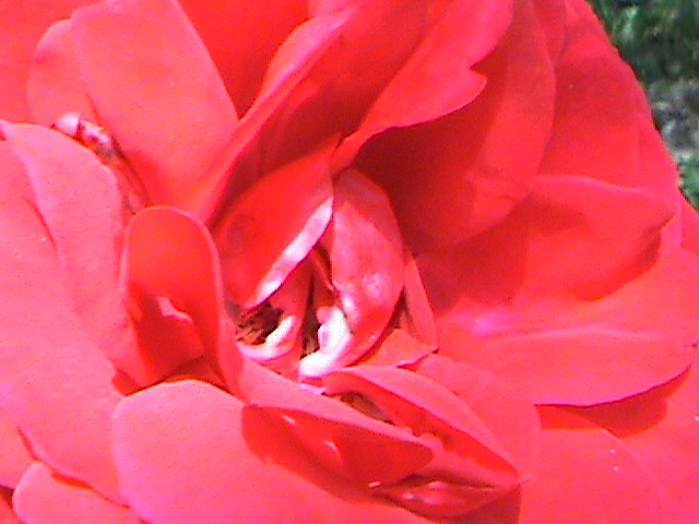 Rože - foto povečava