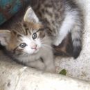 Berta