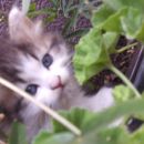 Arwen