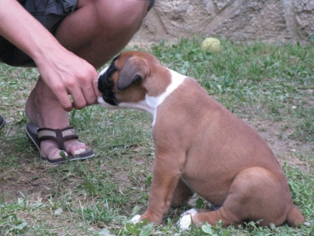 Leglo Bof&Bella - foto