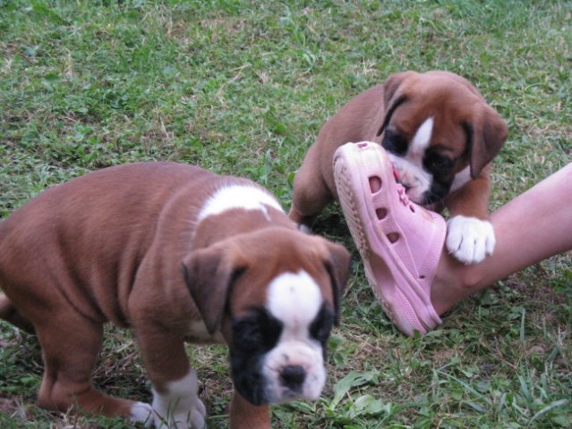 Leglo Bof&Bella - foto