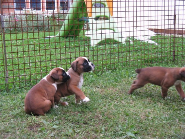 Leglo Bof&Bella - foto