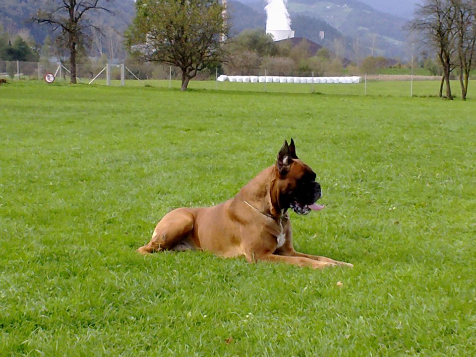 BOF  - foto povečava