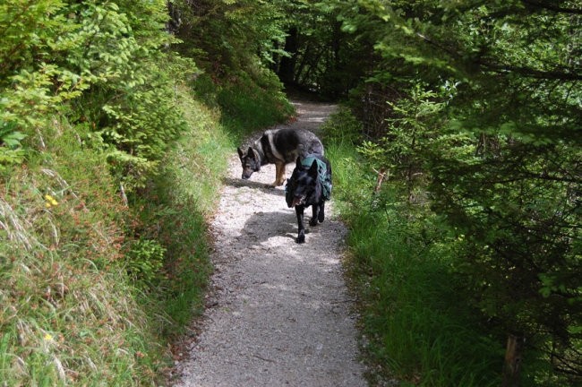 Bohinj maj 08 2 - foto povečava