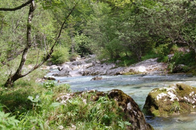 Bohinj maj 08 2 - foto