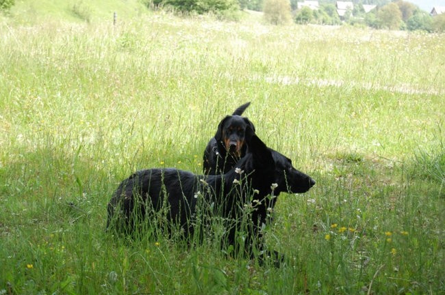 Bohinj maj 08 2 - foto povečava