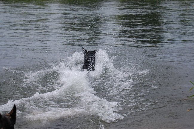 Sava - foto povečava