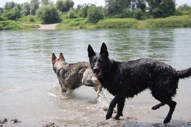 Sava - foto povečava