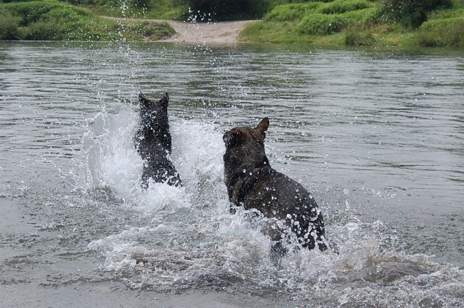 Sava - foto povečava