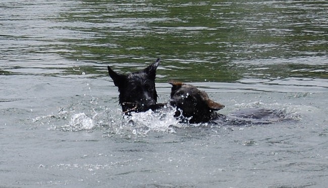 Sava - foto povečava