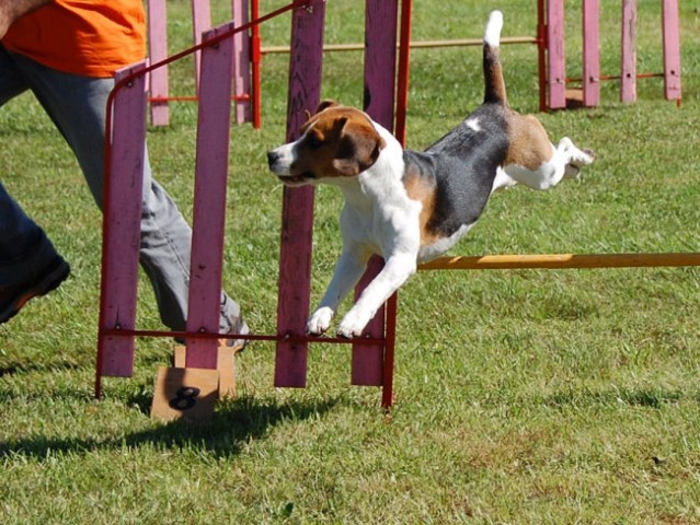 Agility4fun barje 08 - foto