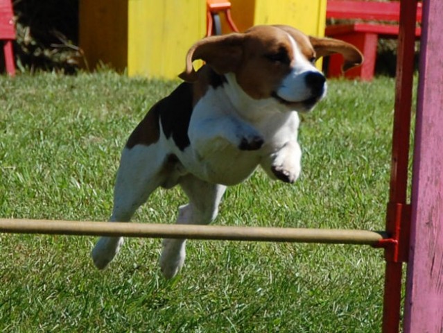 Agility4fun barje 08 - foto