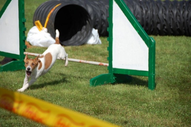 Agility4fun barje 08 - foto