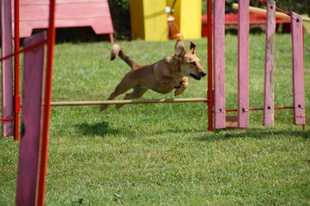 Agility4fun barje 08 - foto