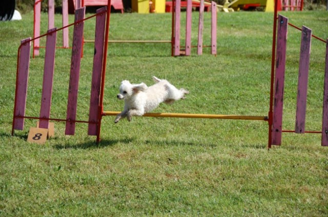 Agility4fun barje 08 - foto