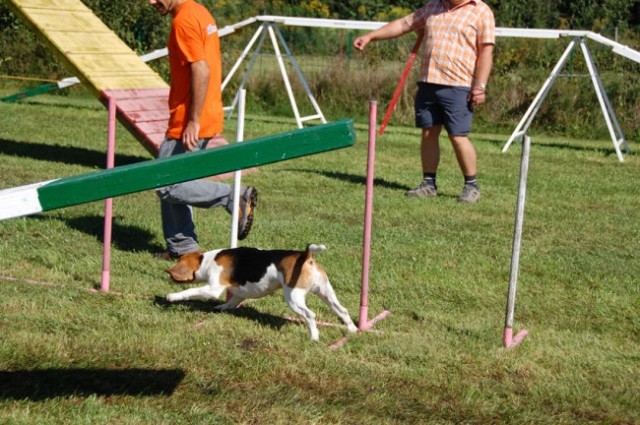 Agility4fun barje 08 - foto