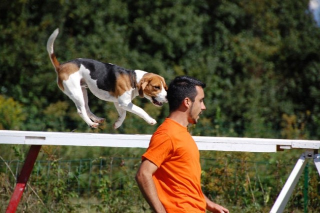 Agility4fun barje 08 - foto