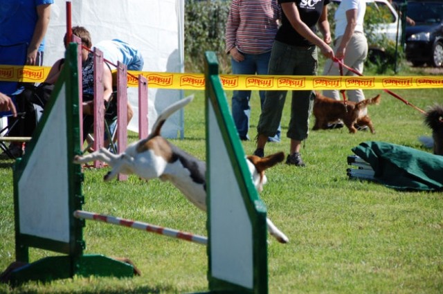 Agility4fun barje 08 - foto