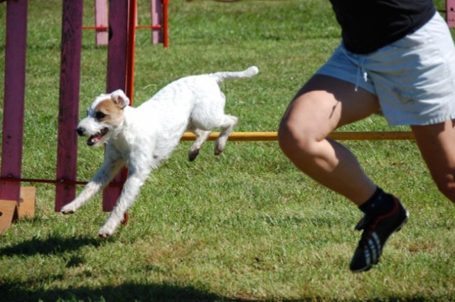 Agility4fun barje 08 - foto