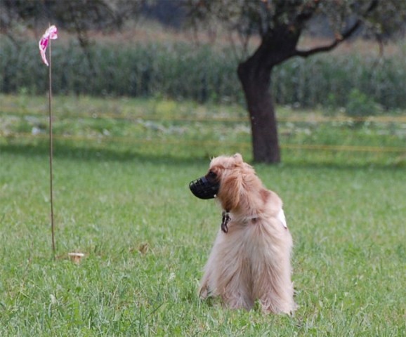 Coursing - foto