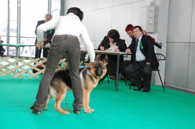 Cacib Ljubljana 09 - foto